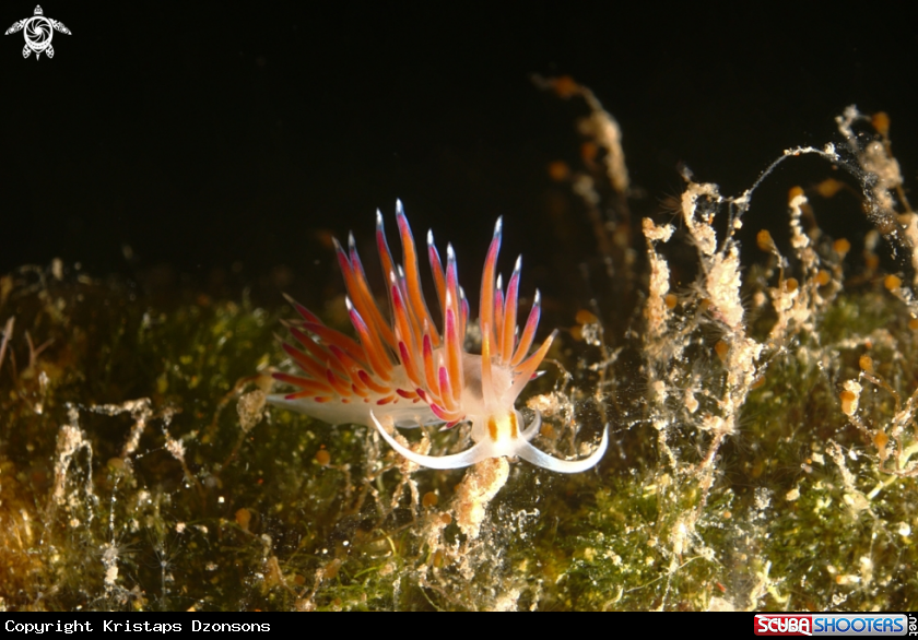A nudibranch