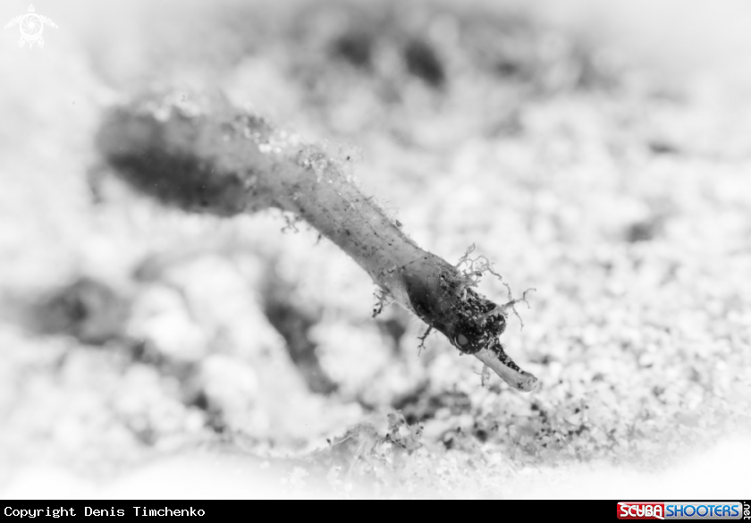 A pipefish