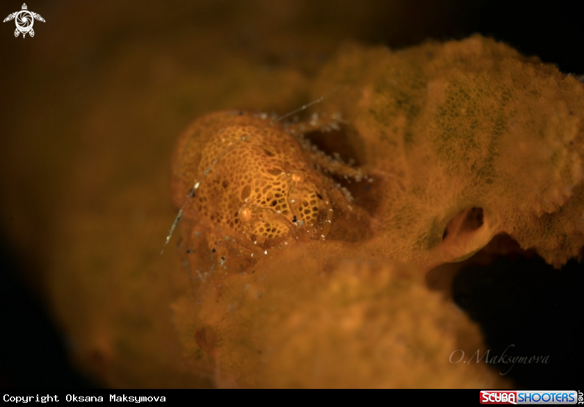 A Cryptic Sponge Shrimp (Gelastocaris paronae)