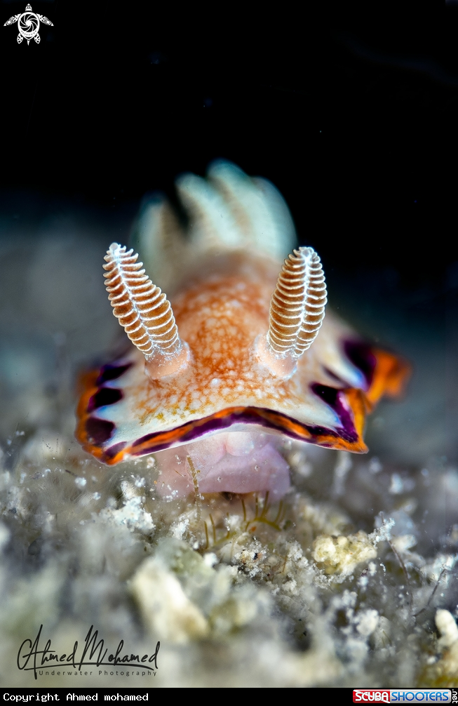 A Nudibranch 