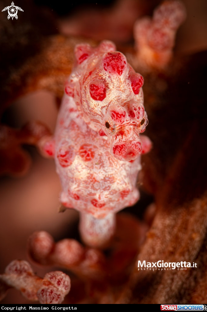 A Bargibanti pigmy sea horse