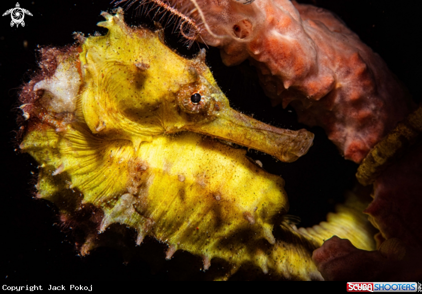 A Thorny seahorse