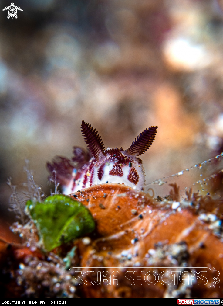 A Nudibranch