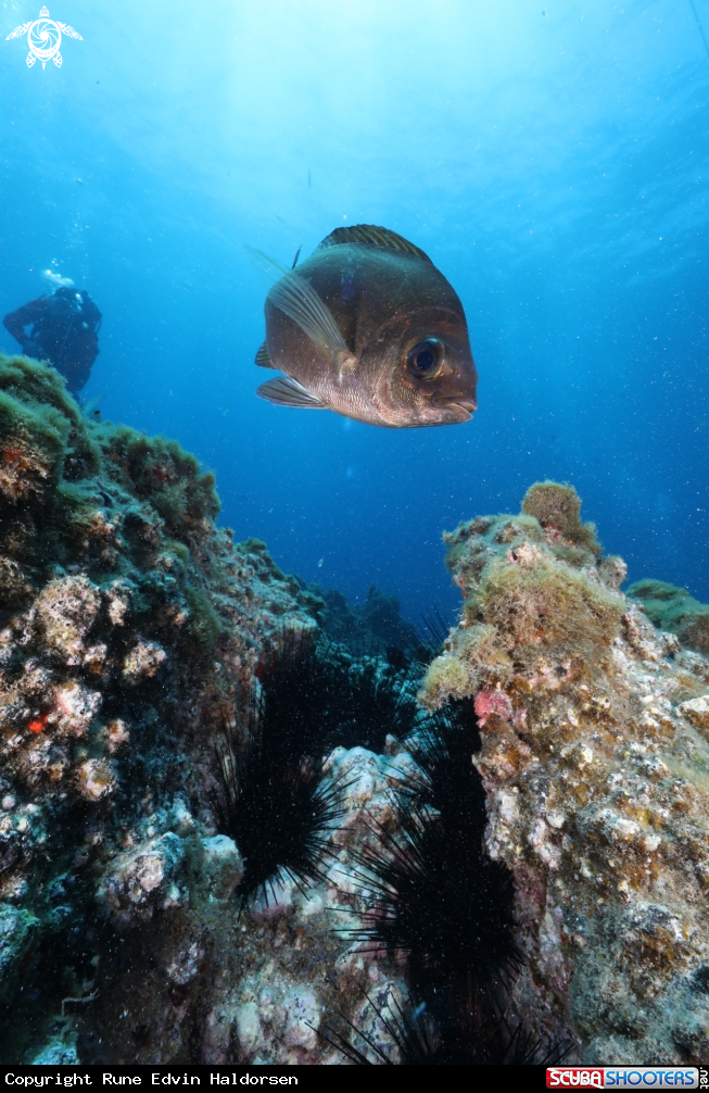 A Reef landscape