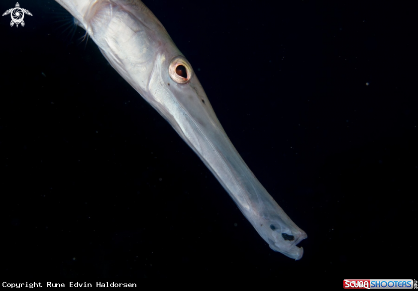 A Trumpet fish