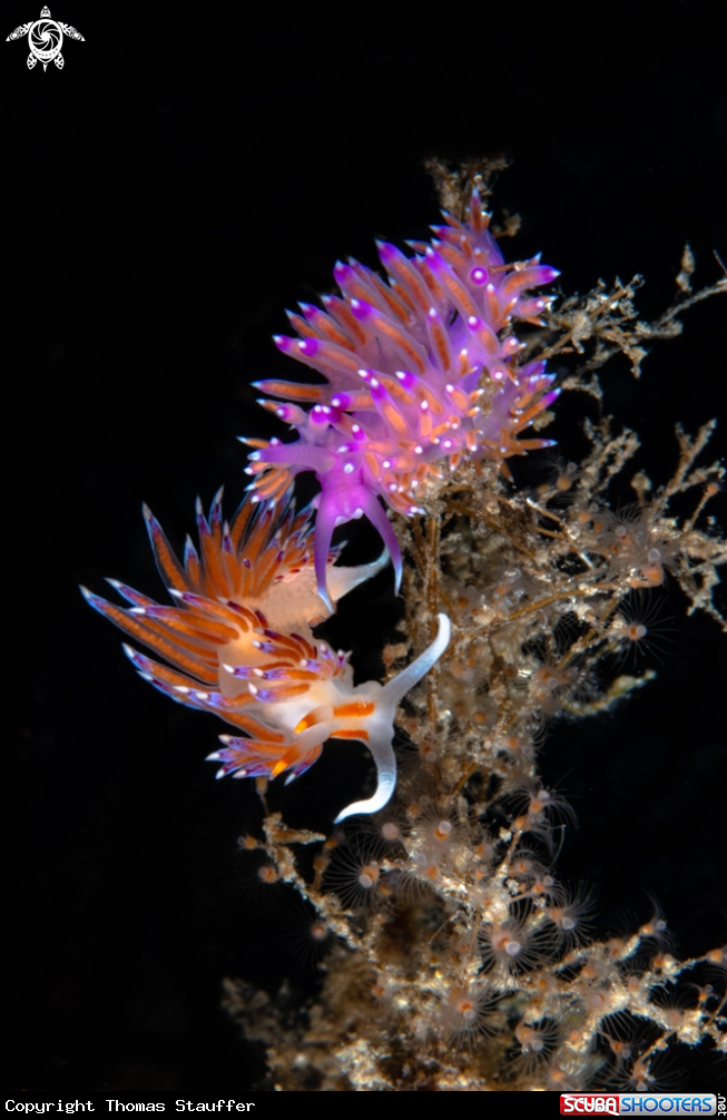 A Flabellina