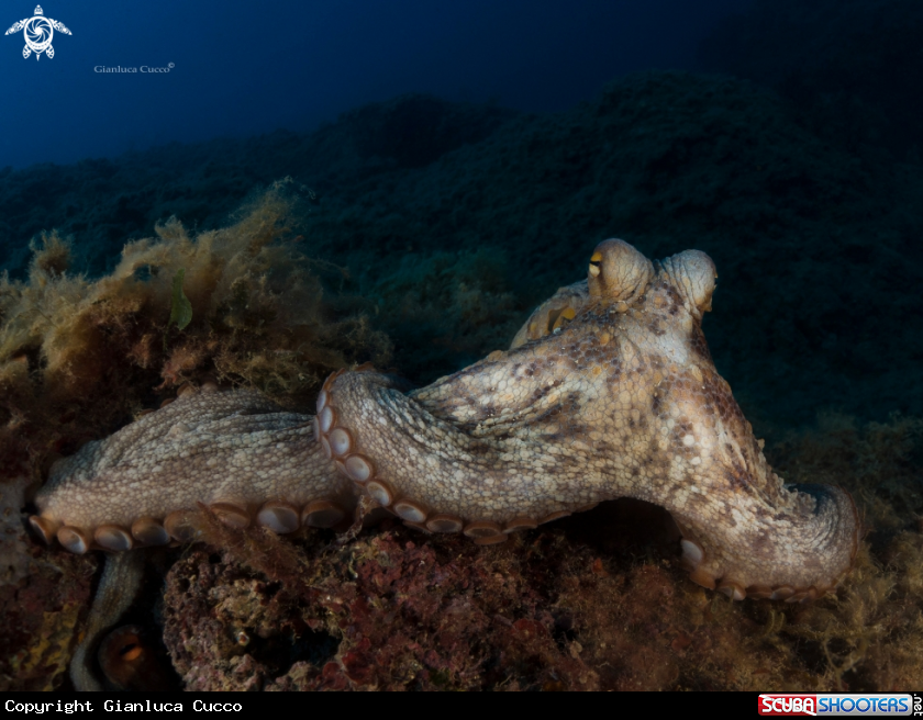 A Octopus