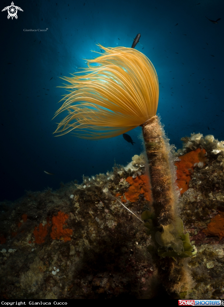 A Mediterranean fanworm,Spirografo.