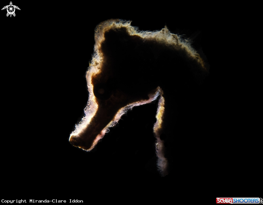 A Seahorse