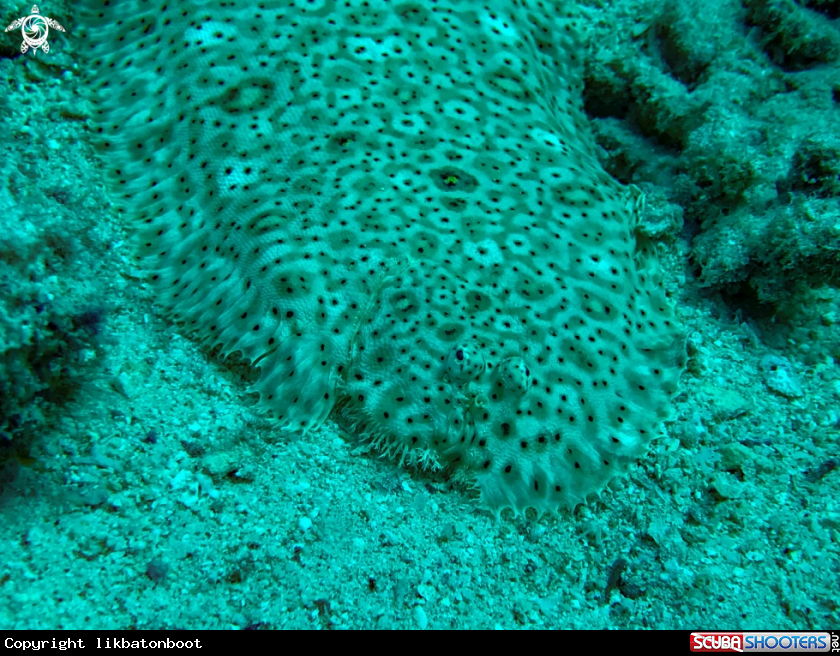 A flounder