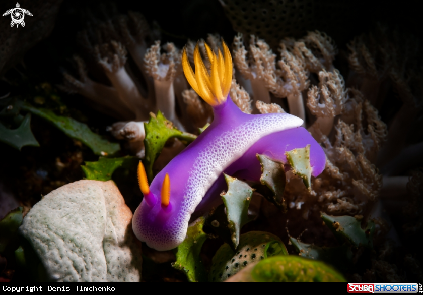 A NUDIBRANCH