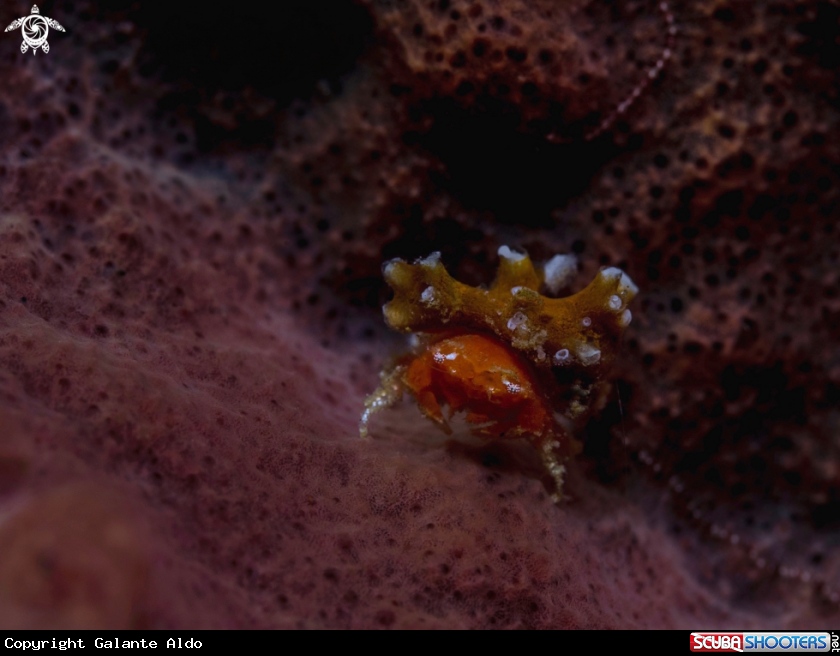 A Juvenil Crab 