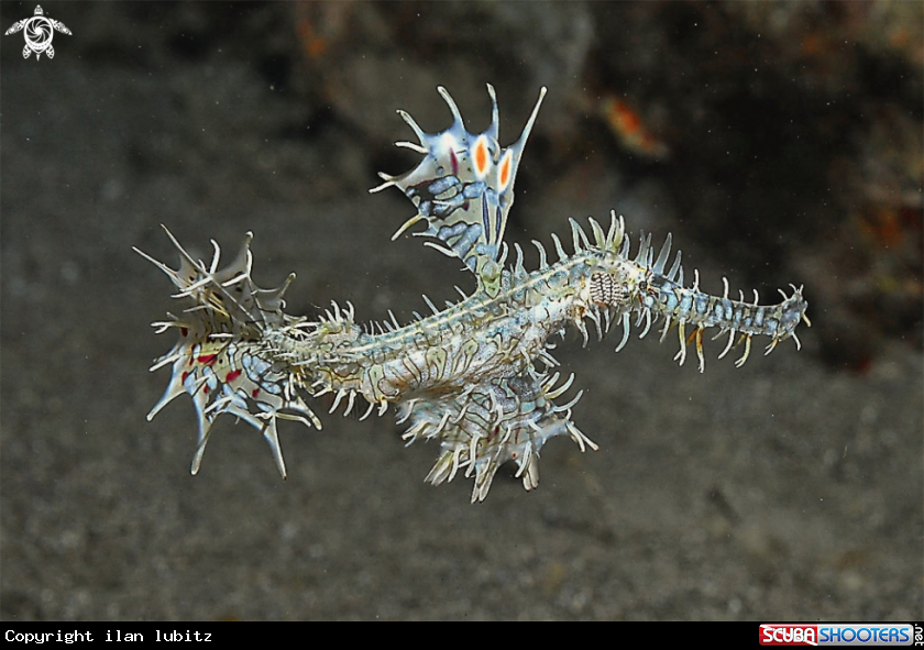 A ghost pipefish