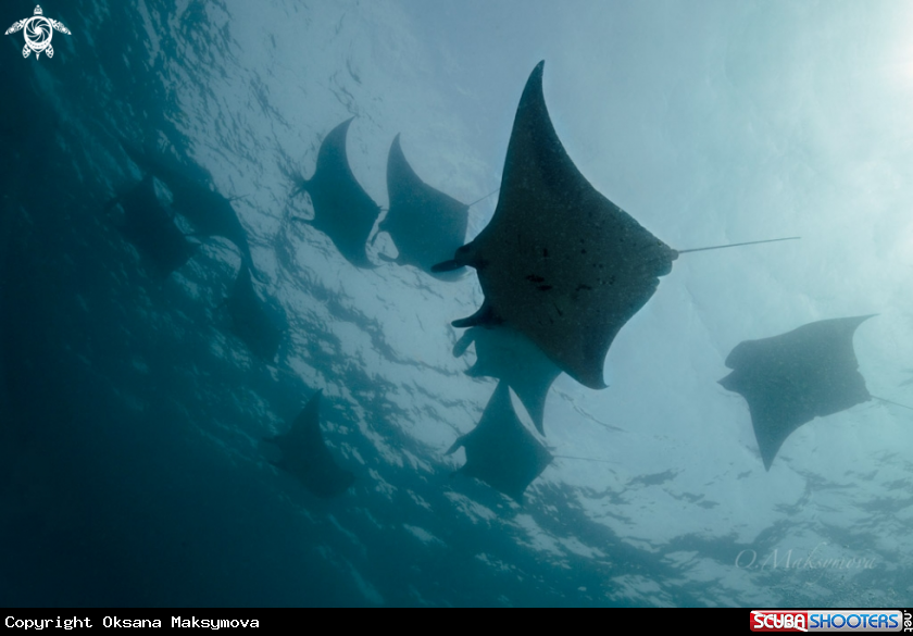 A Manta rays
