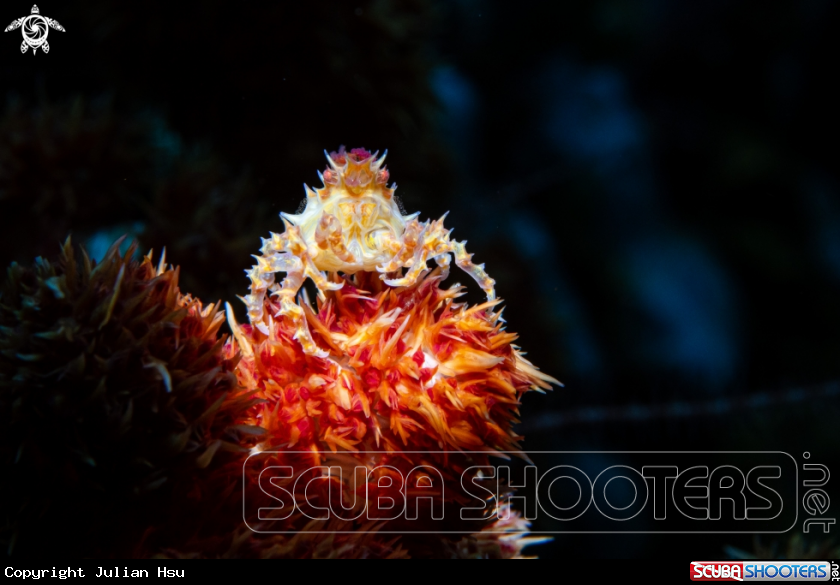 A Candy Crab
