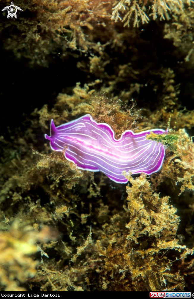 A flat worm