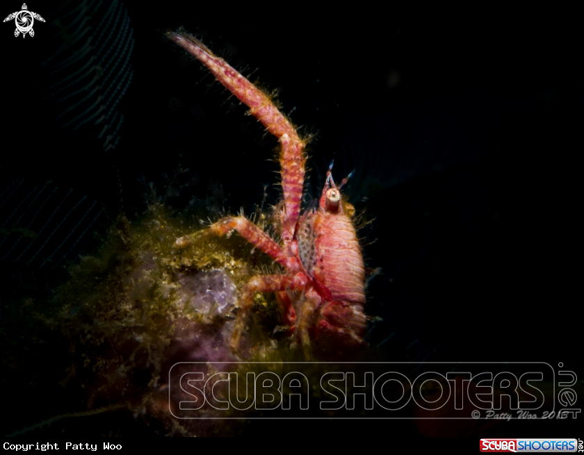 A Squat Lobster