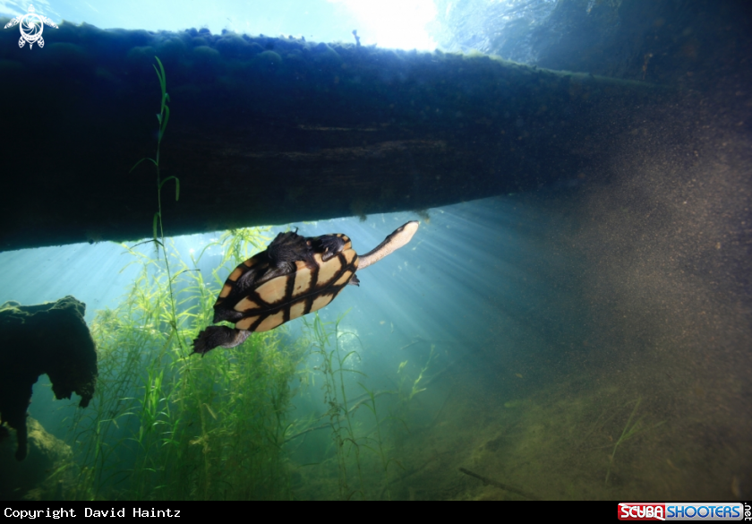 A Freshwater Turtle