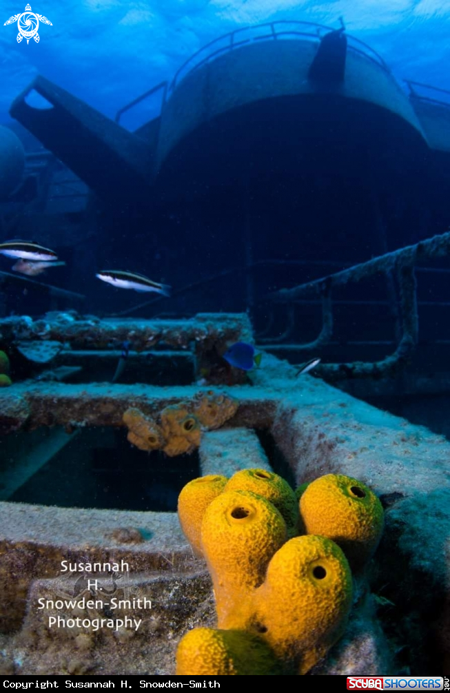 A Kittiwake and Sponges