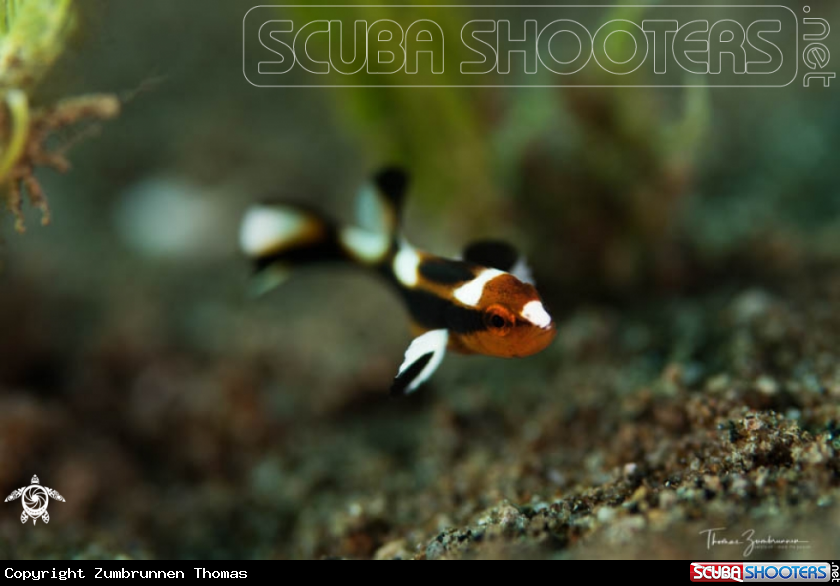 A Juvenile Fish 