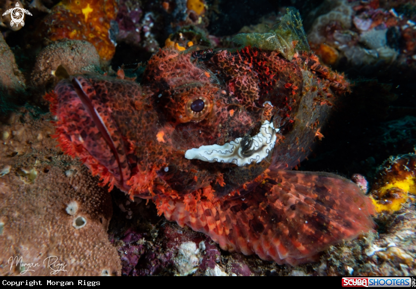 A Lionfish with nudi on it's cheek