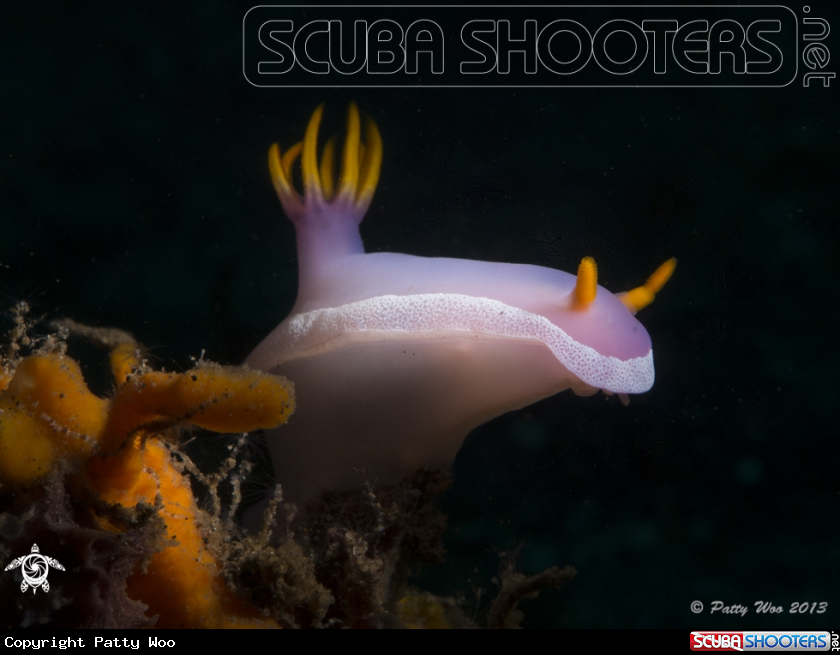 A Dorid Nudibranch