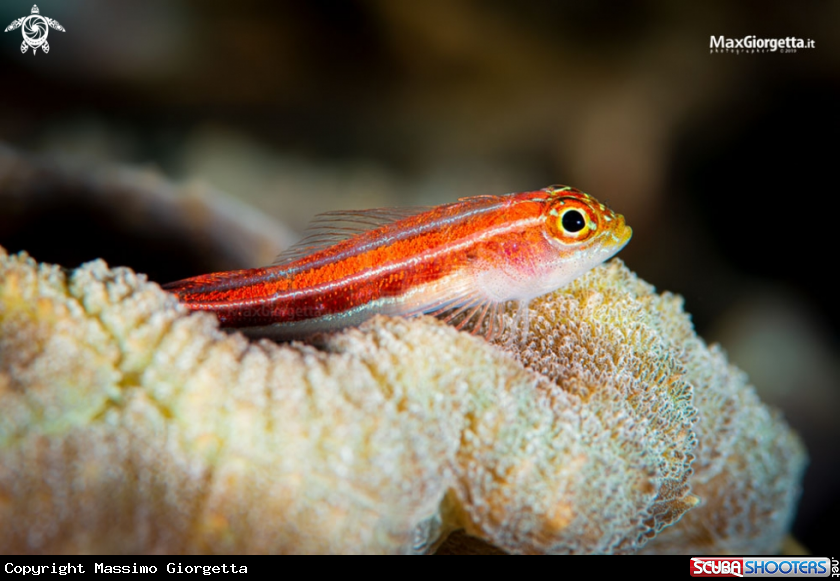 A red goby