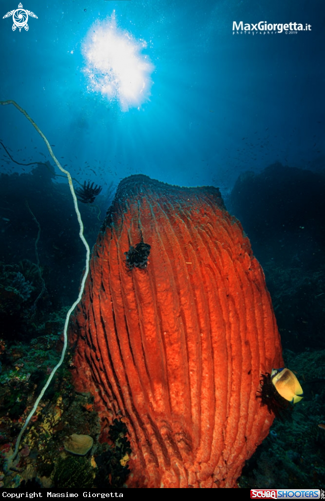 A red sponge