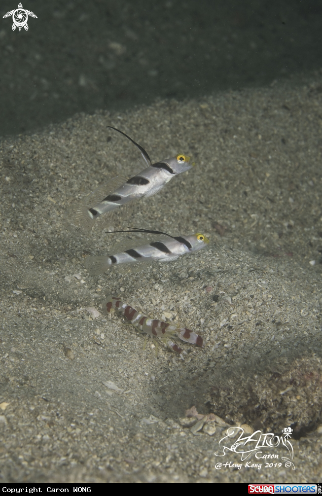 A goby