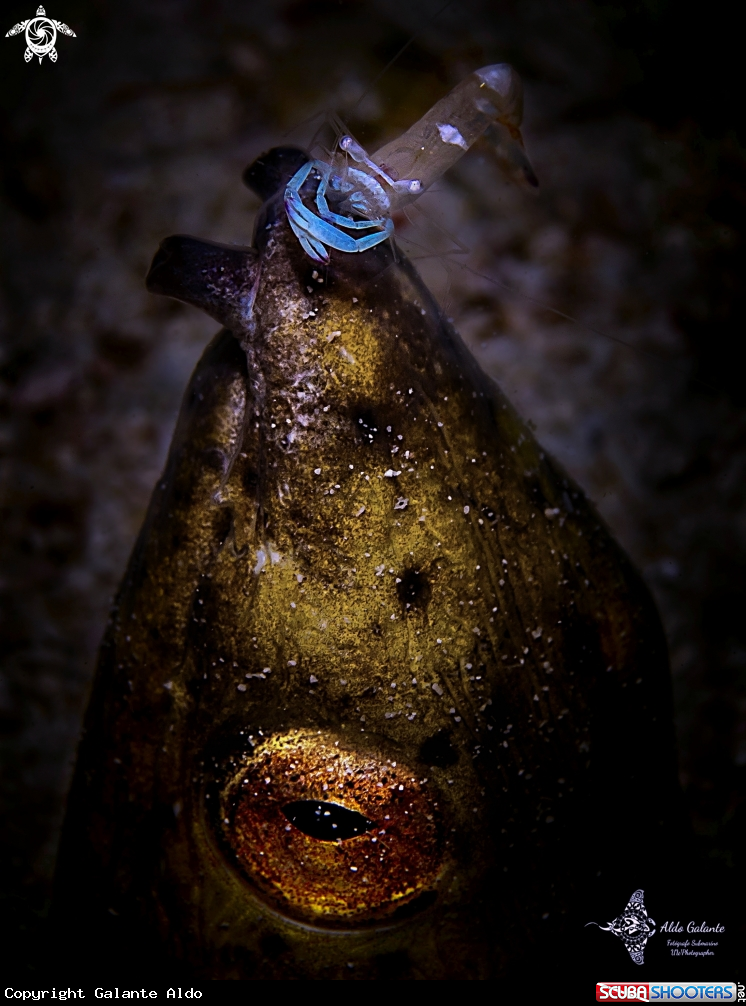A Snake Eel