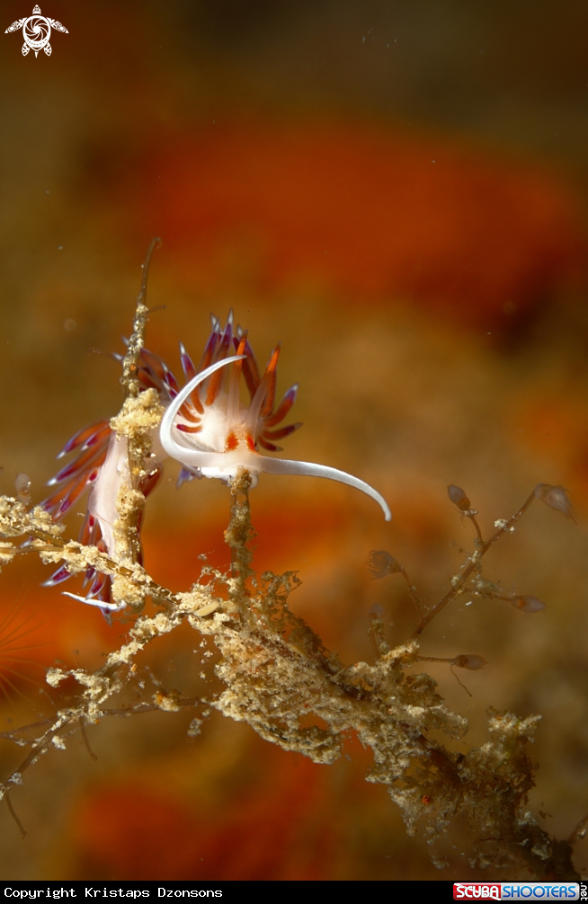 A Nudibranch