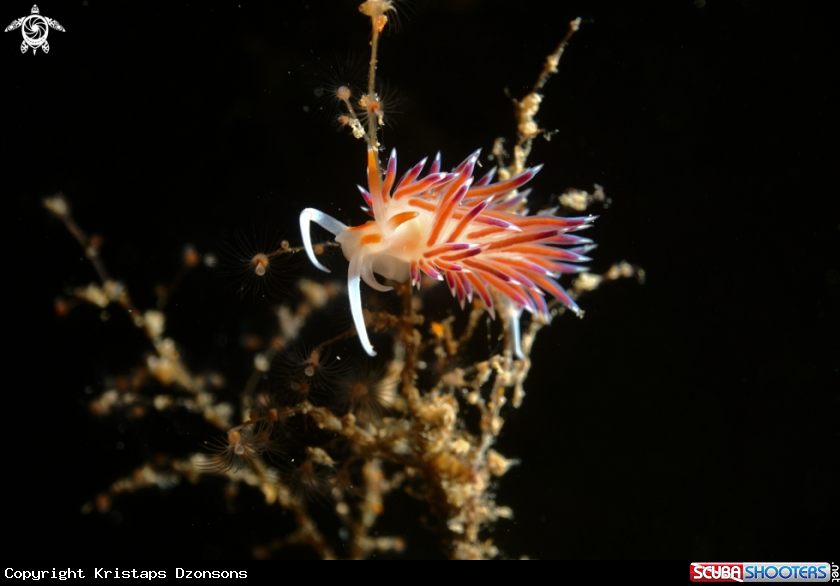 A Nudibranch