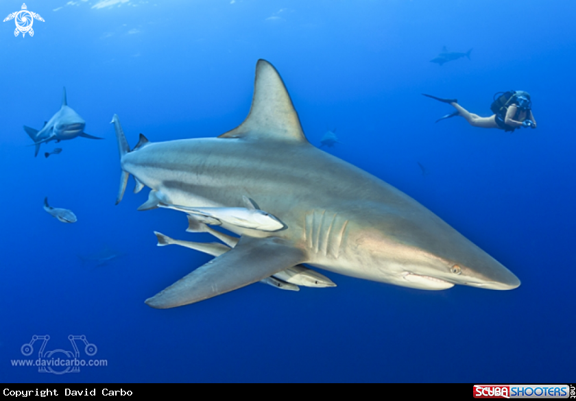 A Black tip shark
