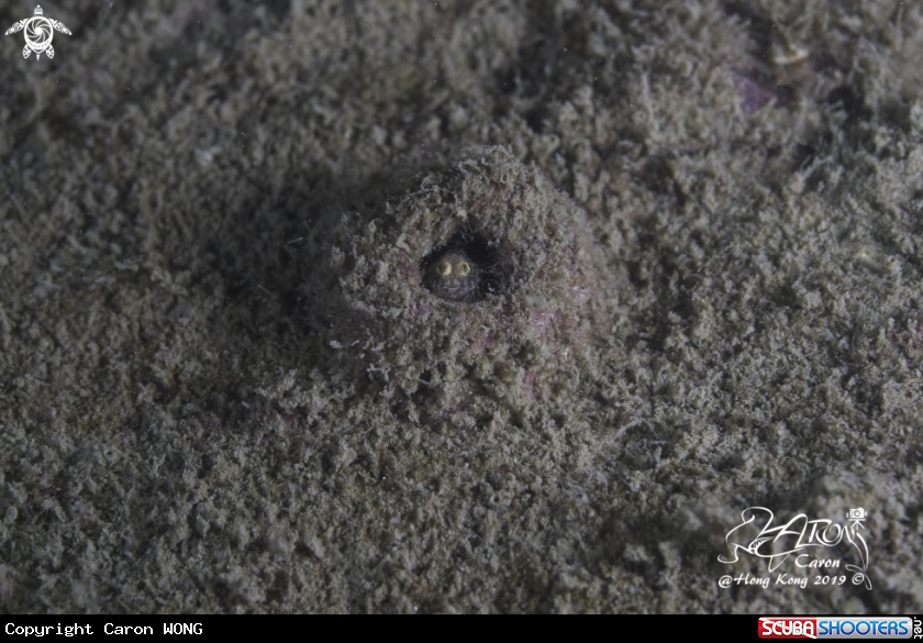 A Goby