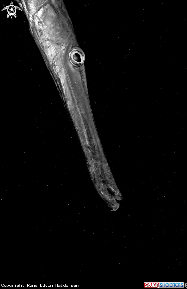 A Trumpetfish