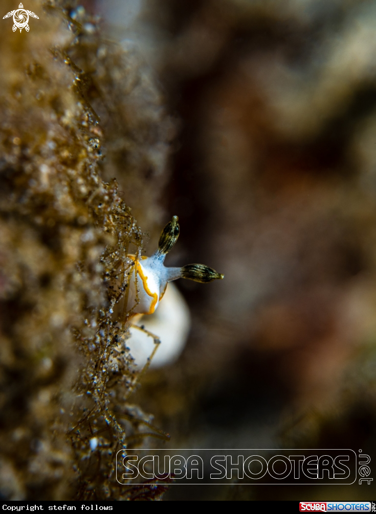 A Nudibranch