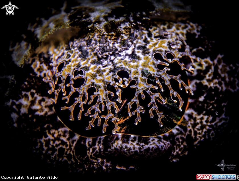 A Tentacled Flathead