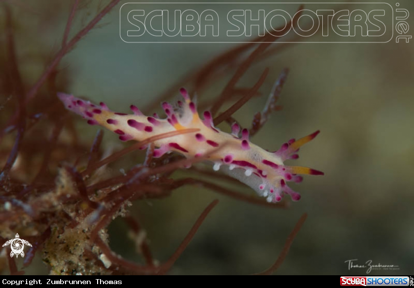 A Nudibranch 