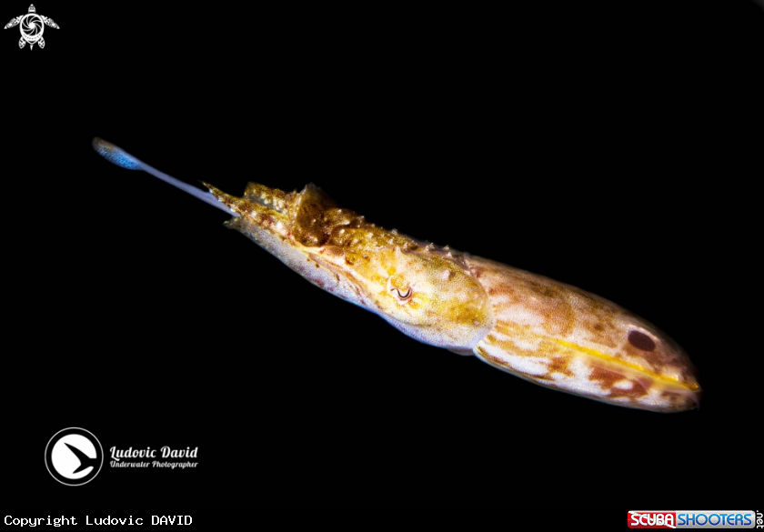 A Pygmy Cuttlefish