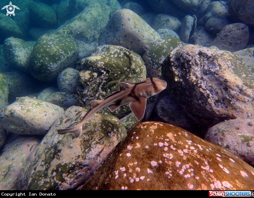 A Port Jackson shark