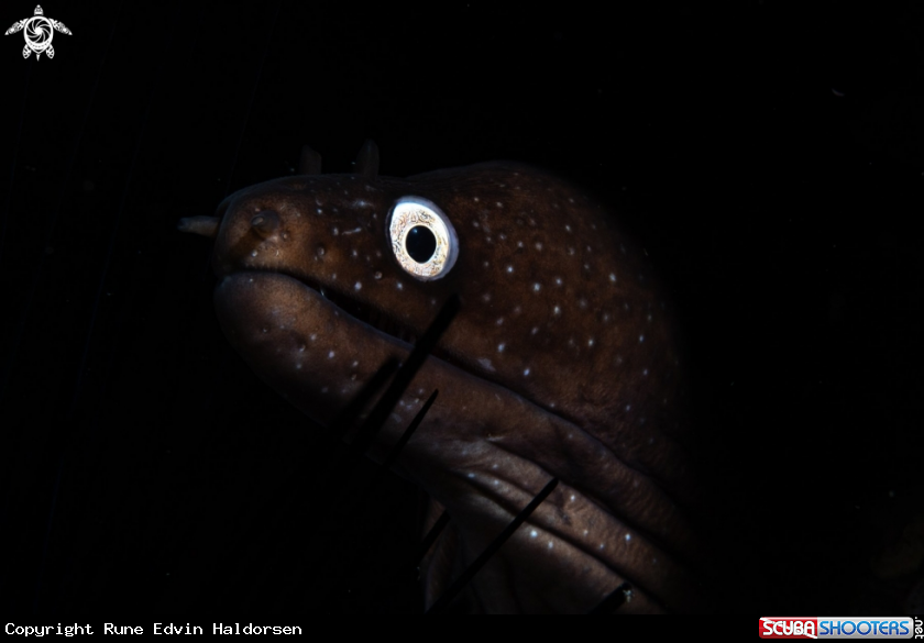 A Moray eel