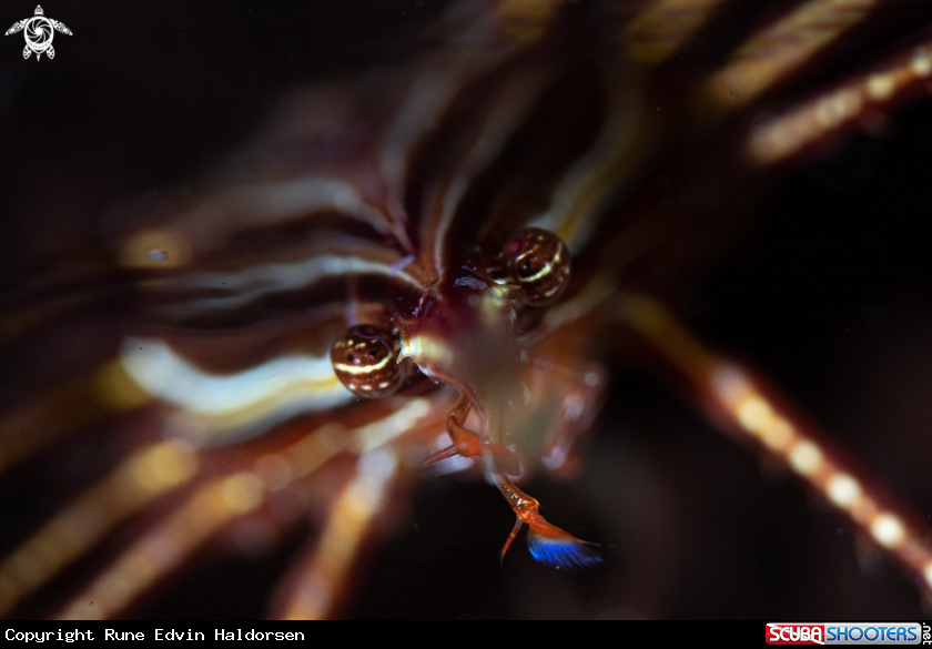 A Arrow crab