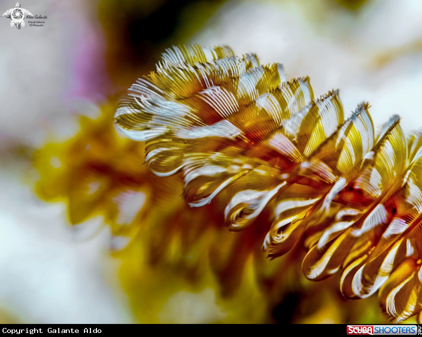 A Soft Coral