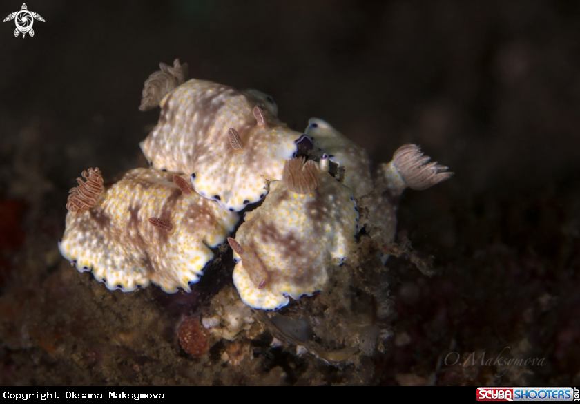 A Nudibranch  Goniobranchus aureopurpureus 