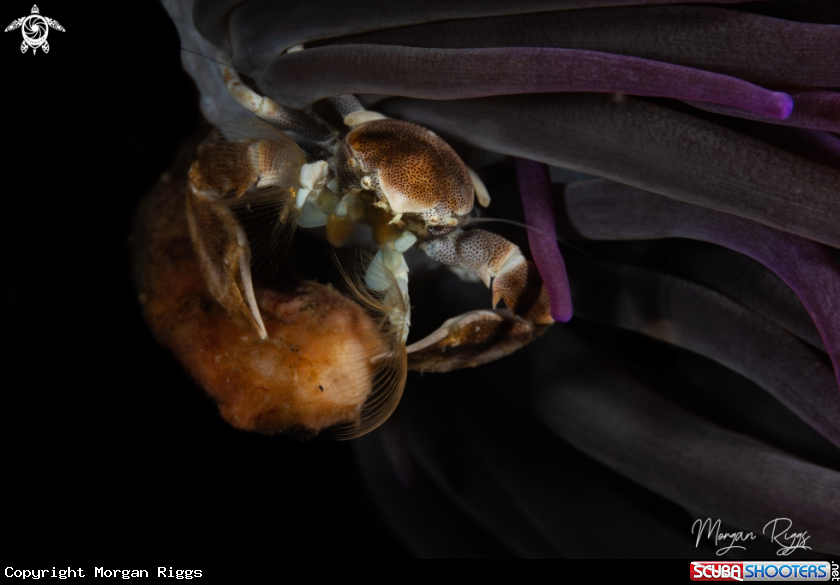 A Porcelain Crab