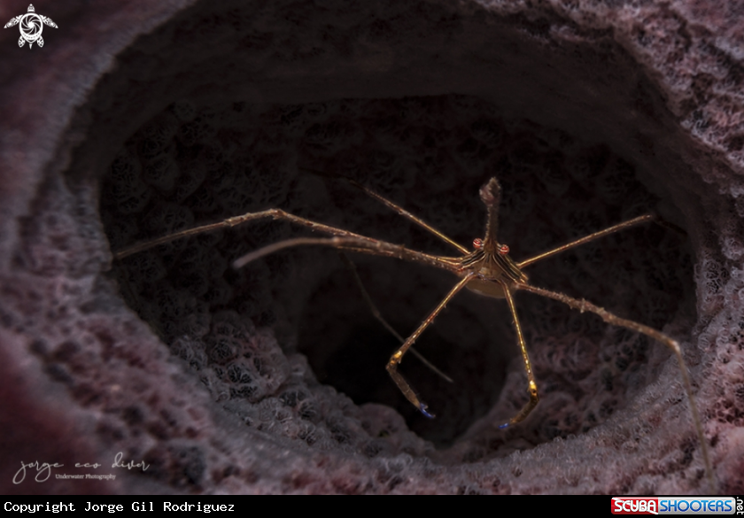 A Spider Crab