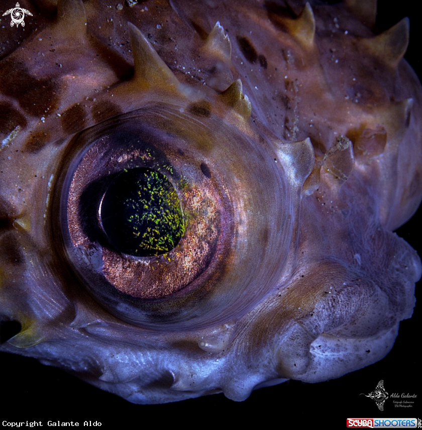 A Balloonfish