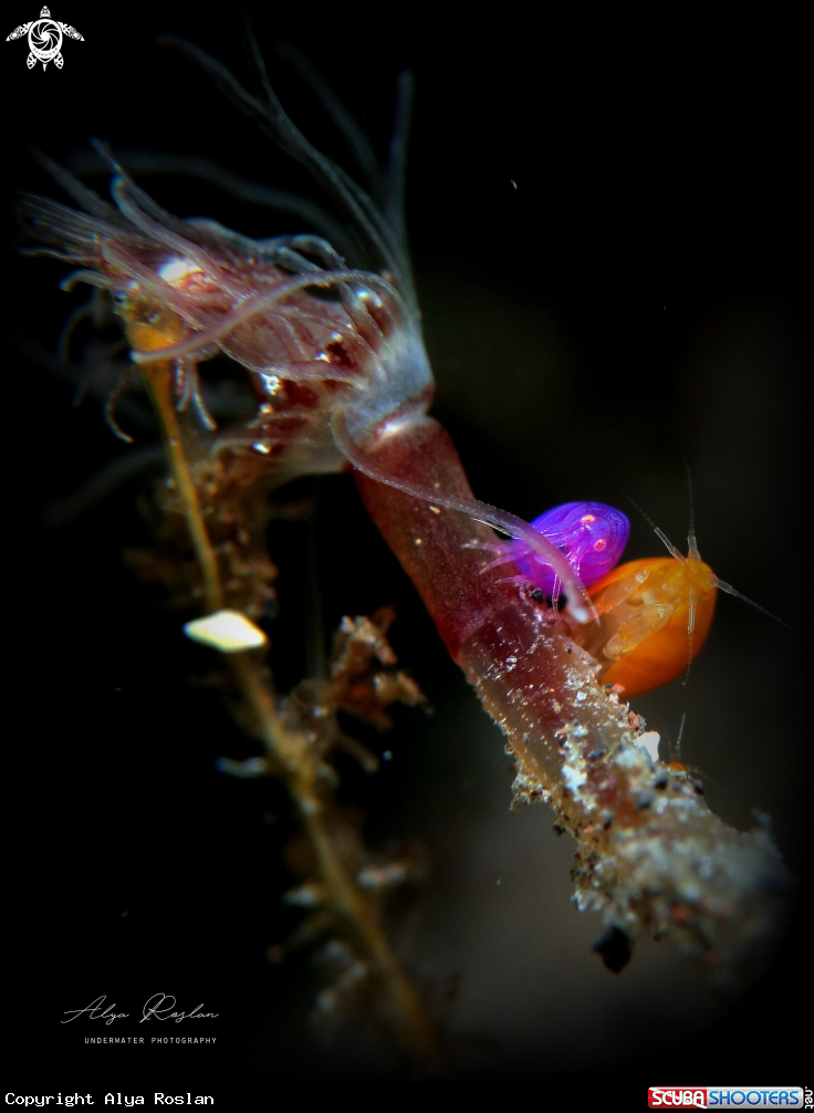 A Ladybug Amphipod 🐞
