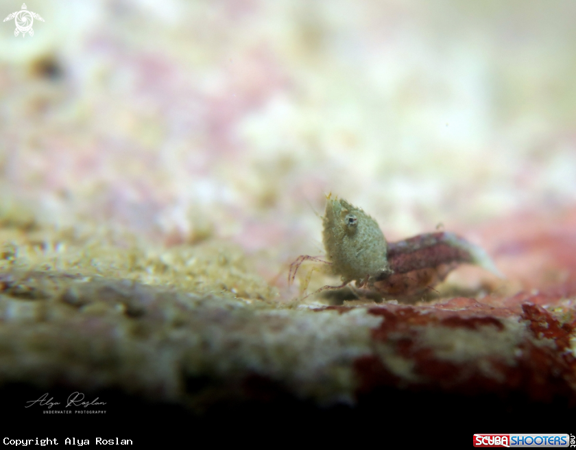 A Sashimi shrimp