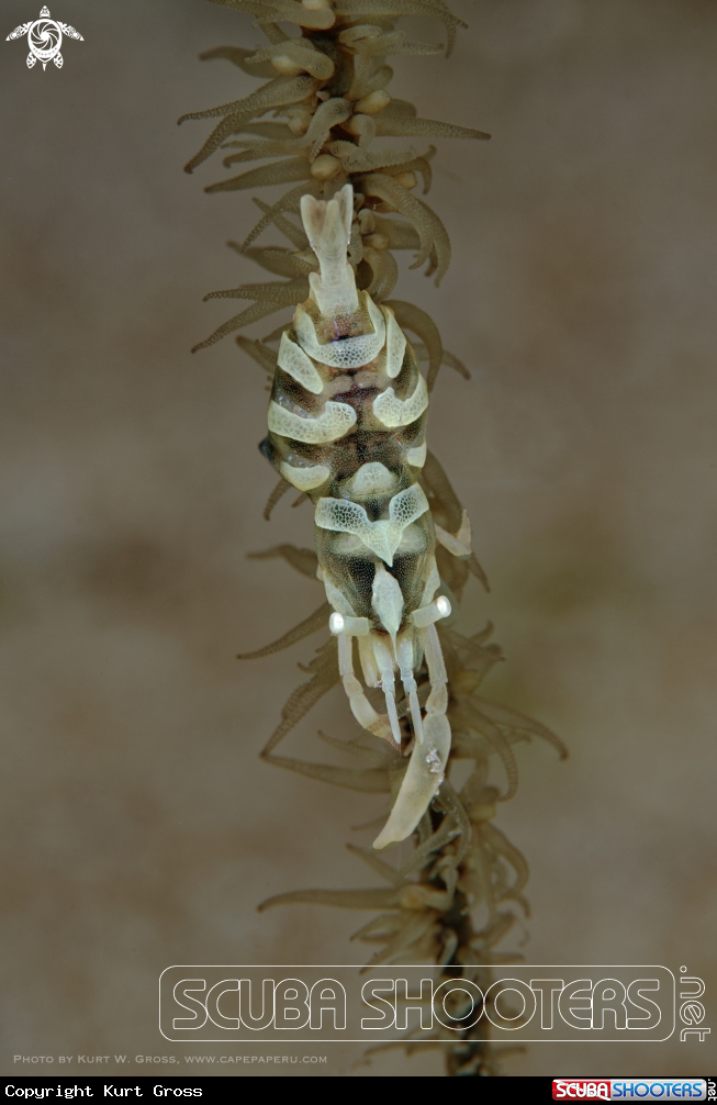 A Zanzibar shrimp